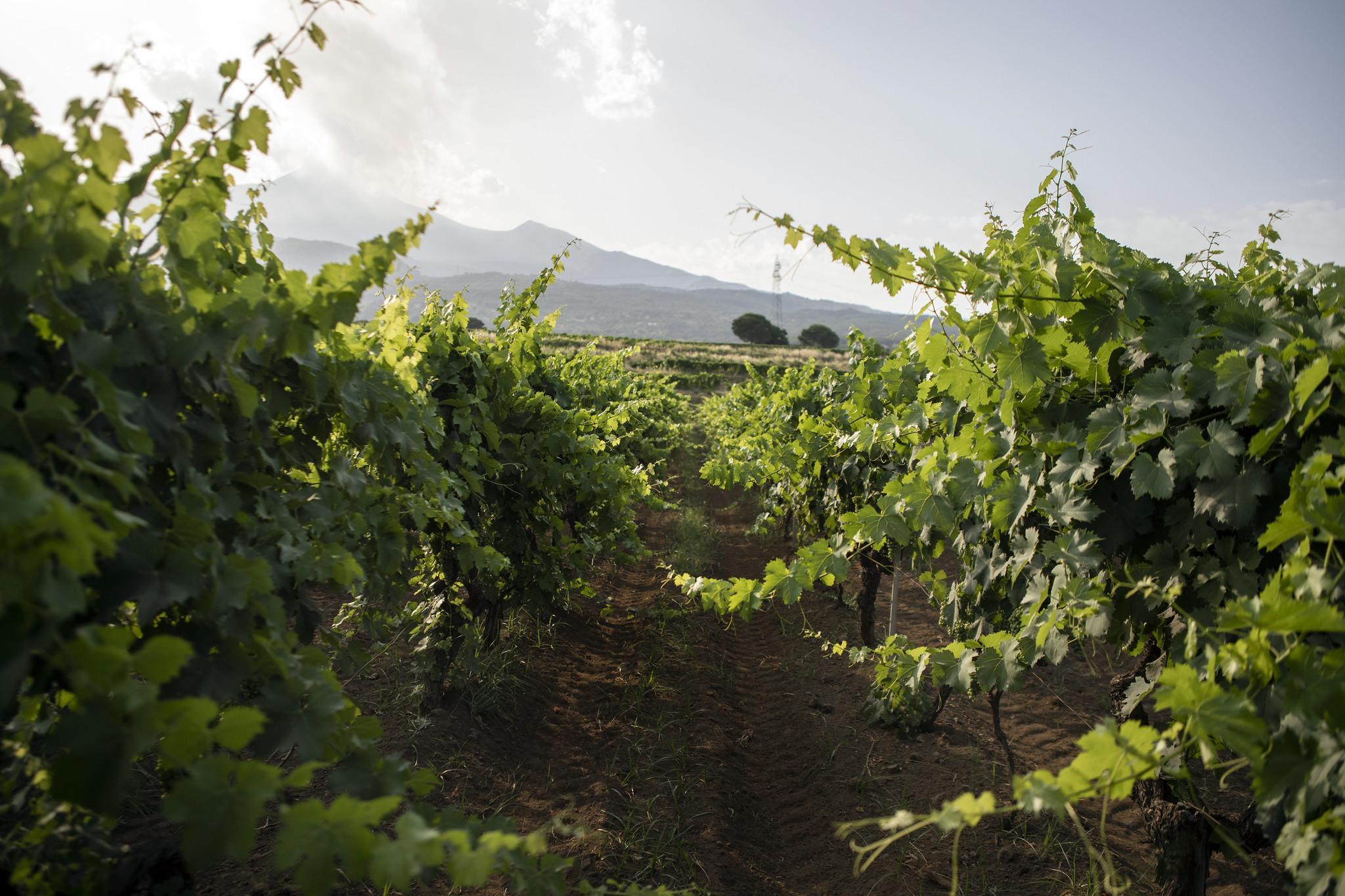 Tenuta San Michele Etna Farmhouse | Murgo Winery 1860